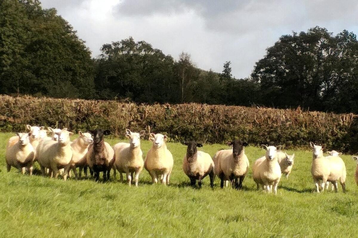 Lobhill Farmhouse Bed And Breakfast And Self Catering Accommodation Okehampton Pokój zdjęcie