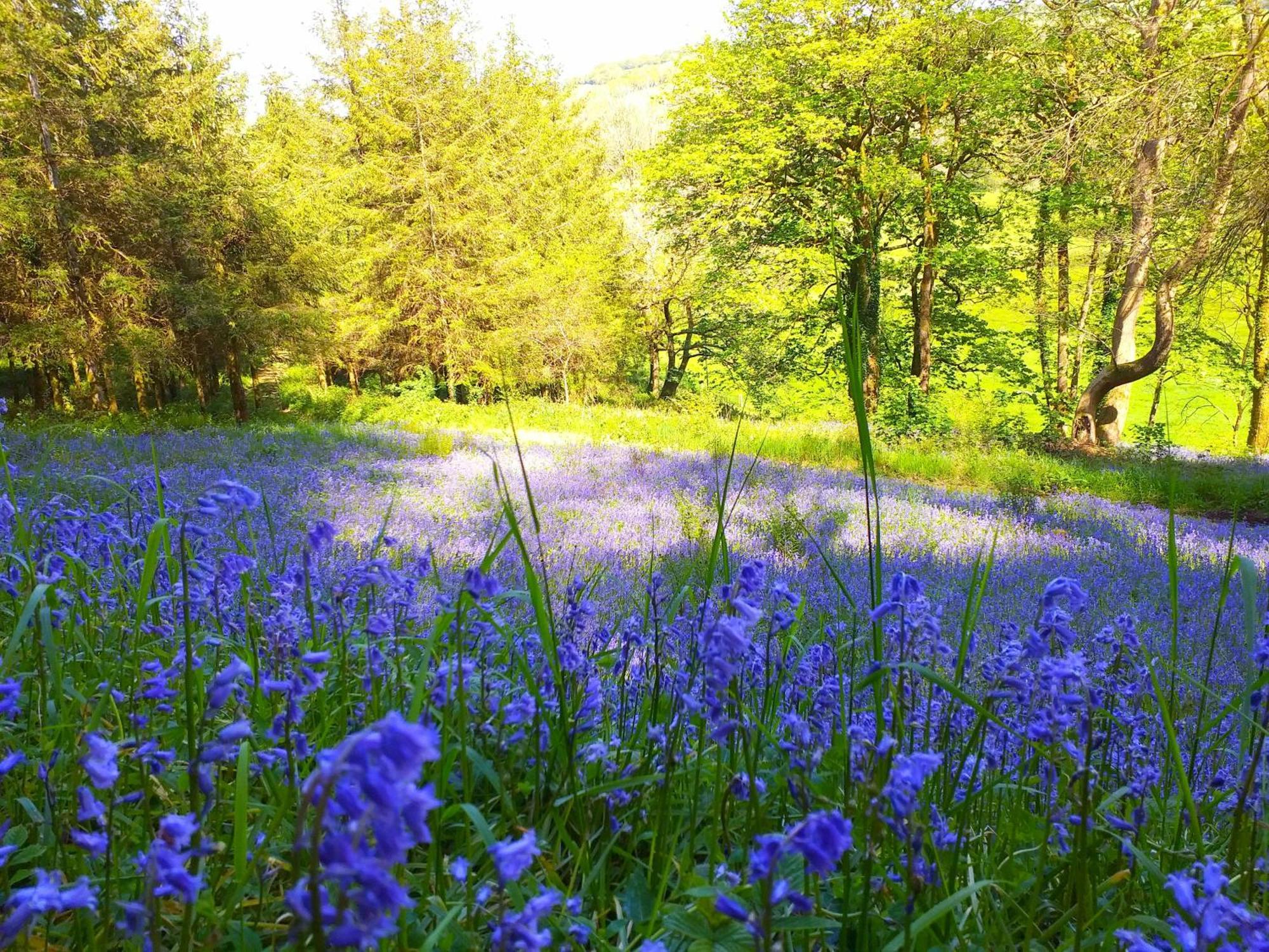 Lobhill Farmhouse Bed And Breakfast And Self Catering Accommodation Okehampton Zewnętrze zdjęcie